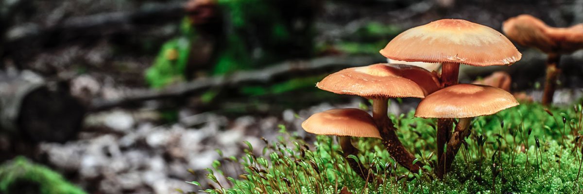 Les champignons vitaux - qu'est-ce qui les rend si spéciaux ?