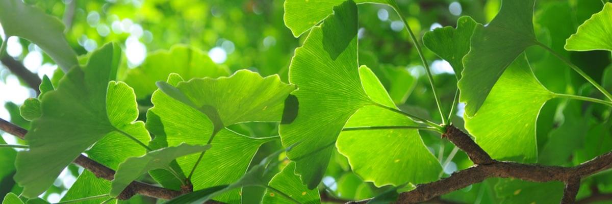 Was ist Ginkgo biloba?