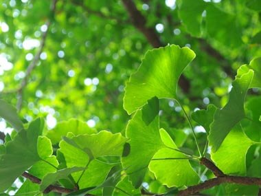 Il Ginkgo Biloba e i suoi effetti sorprendenti | Herbano