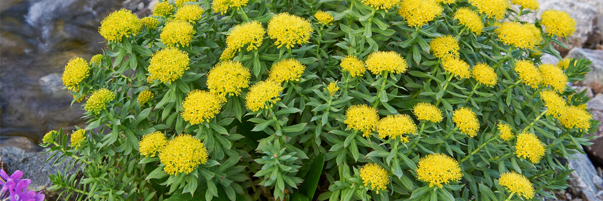 Rhodiola rosea (racine de rose) : une aide naturelle contre le stress