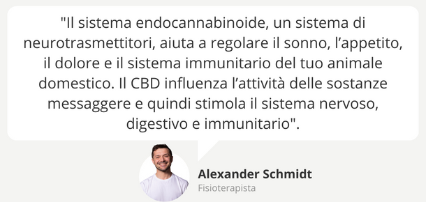 Effetti CBD per animali domestici