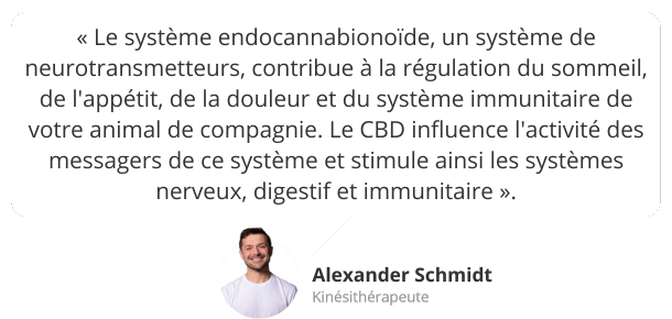 Avis d'expert : Huile de CBD pour les animaux