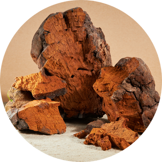 Fungo Chaga acquistare