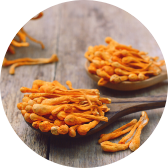 Gélules d'extrait de cordyceps