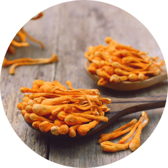 Cordyceps Sinensis