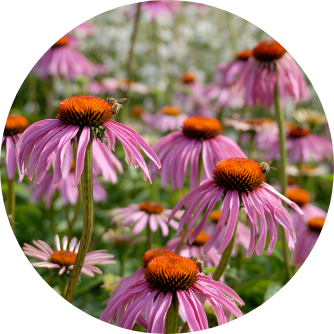 Echinacea Nebenwirkungen