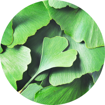 Ginkgo Biloba Wirkung