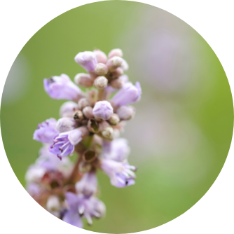 Vitex agnus castus 