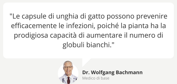 Unghia di gatto per la produzione dei leucociti