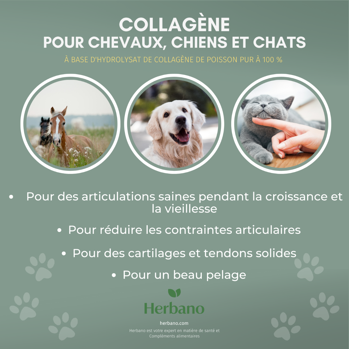 Collagène pour chevaux, chiens et chats