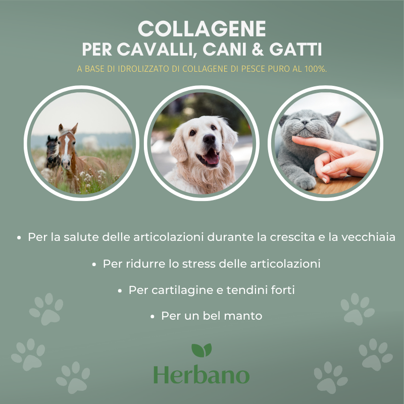 Collagene benefici per animali