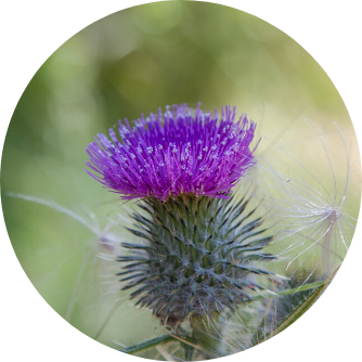 Mariendistel zur Entgiftung