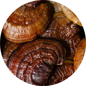 Reishi Pilz Tropfen