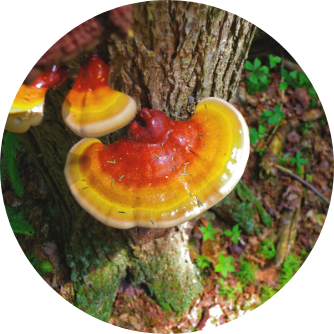 Reishi Pilz Nebenwirkungen