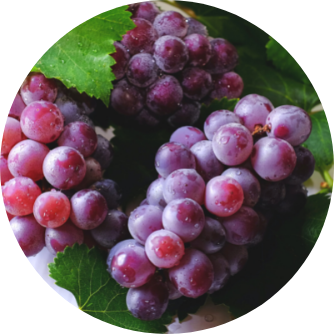 Resveratrol Kapseln Nebenwirkungen