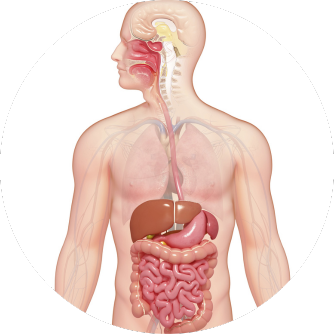 Verdauungssystem Mensch